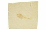 Juvenile Fossil Fish (Diplomystus) - Wyoming #318576-1